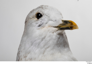 Common gull Larus Canus head 0002.jpg